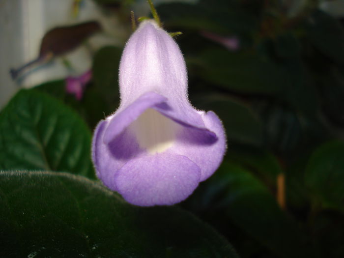 DSC09401 - SINNINGIA DE LA A - Z