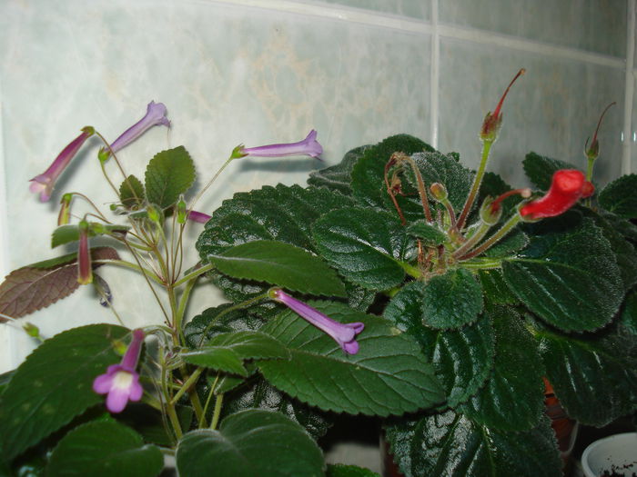 DSC09407 - SINNINGIA DE LA A - Z