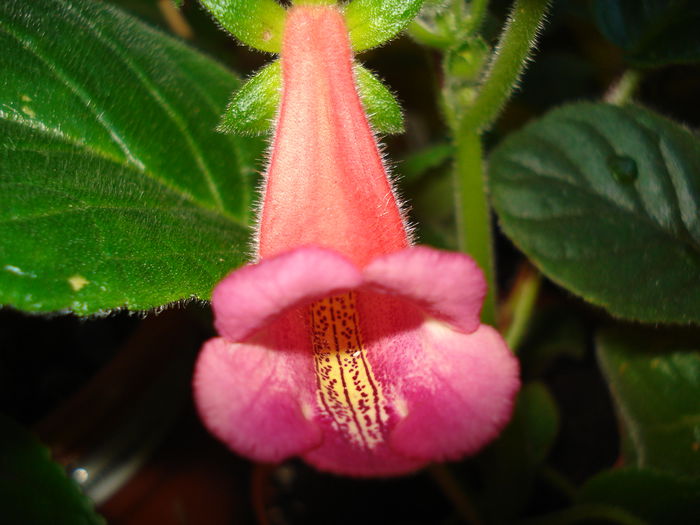 DSC09405 - SINNINGIA DE LA A - Z