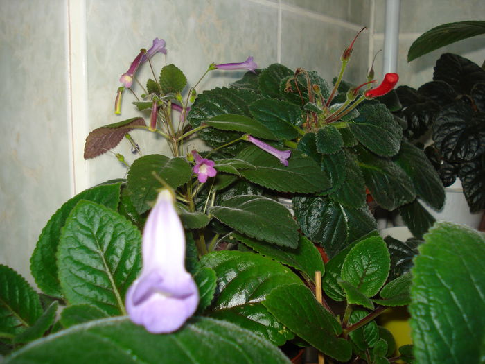 DSC09408 - SINNINGIA DE LA A - Z