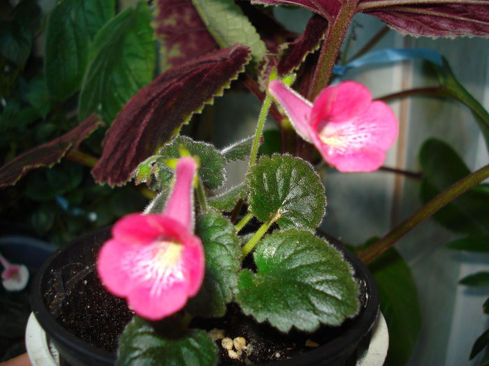 DSC09412 - SINNINGIA DE LA A - Z