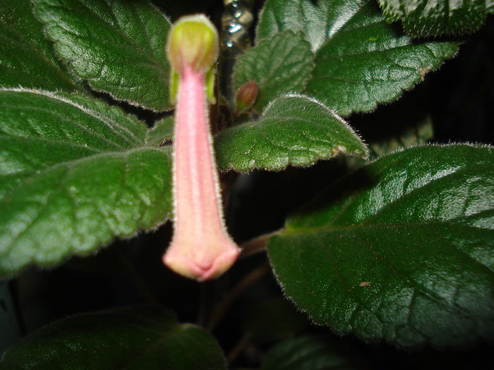 DSC09400 - SINNINGIA DE LA A - Z