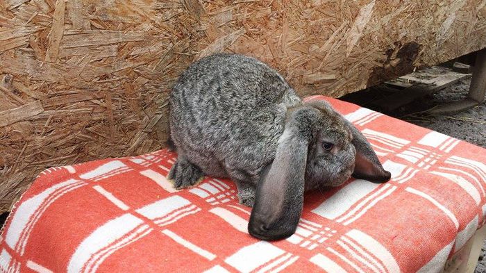 fem chinchila 3,5 luni