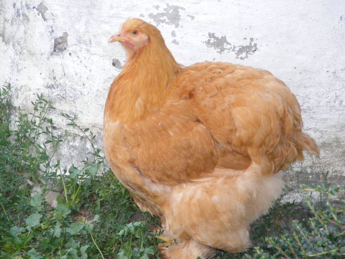 DSCF6682