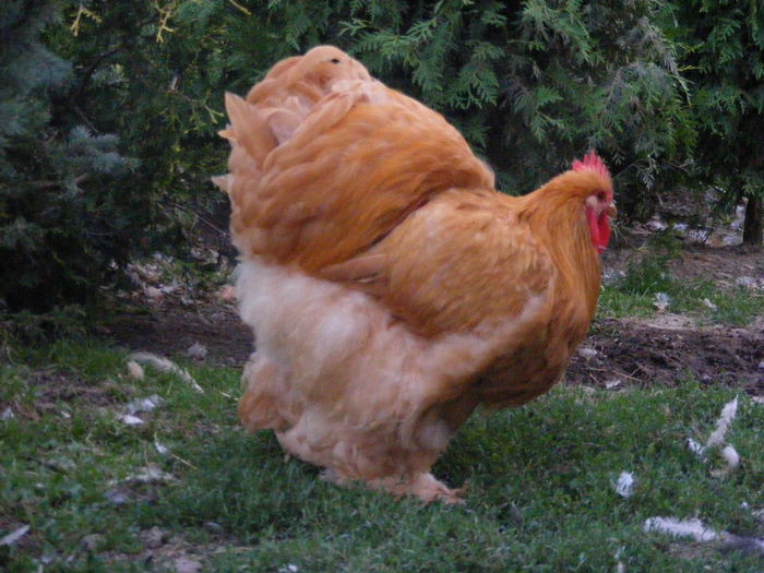 DSCF6691