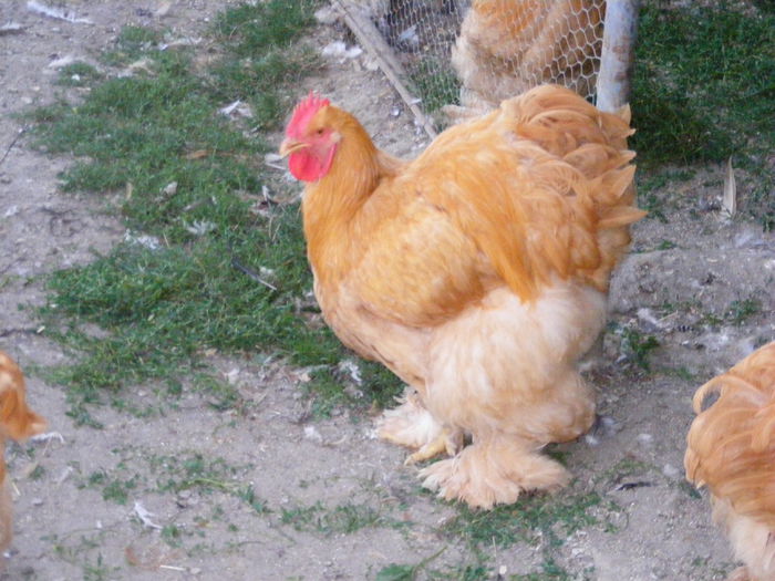 DSCF6713