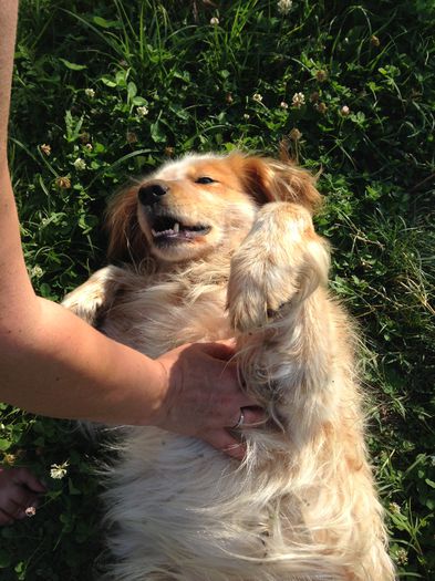 IMG_1608 - Cainii mei