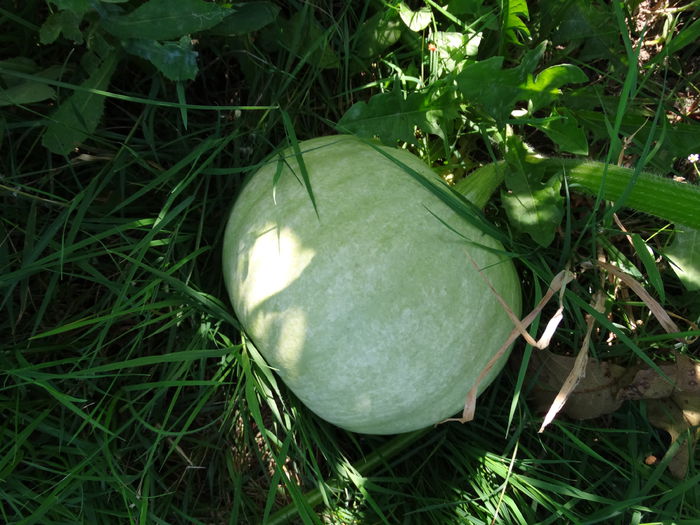 DSC01560