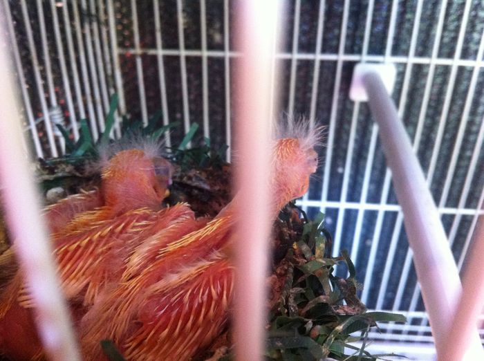 Hibrizi de Mugurar mexican x canar