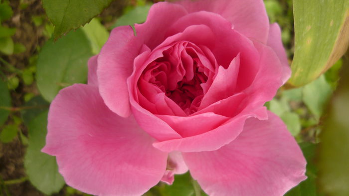 266 - 2014 -2016 trandafiri