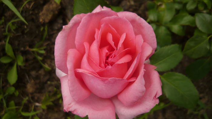 267 - 2014 -2016 trandafiri