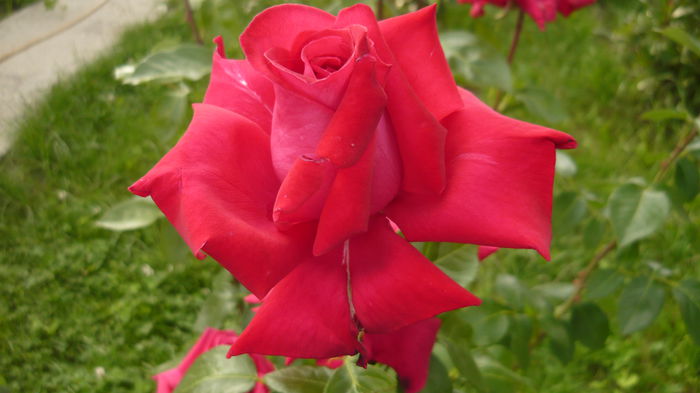 269 - 2014 -2016 trandafiri