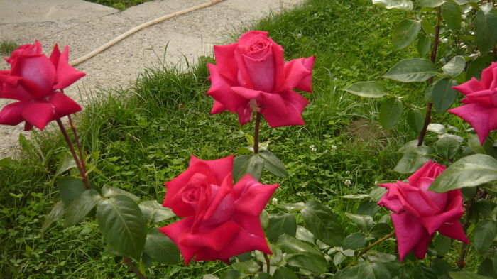 270 - 2014 -2016 trandafiri