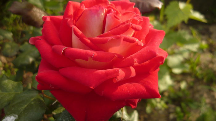 272 - 2014 -2016 trandafiri