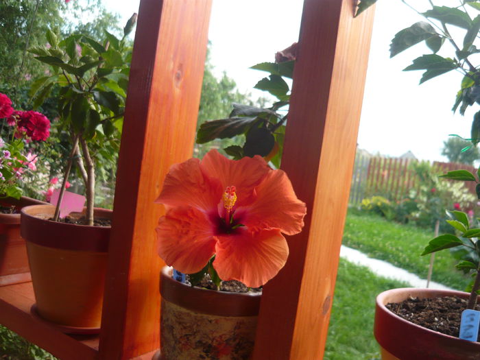 087 - 0 A hibiscus 2014