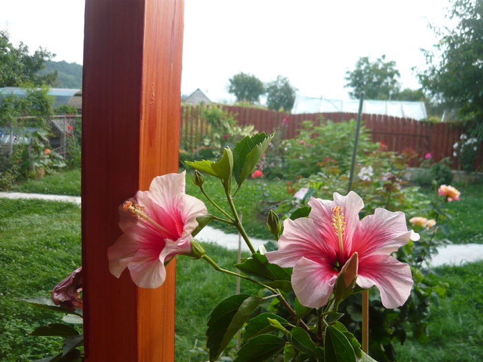 088 - 0 A hibiscus 2014