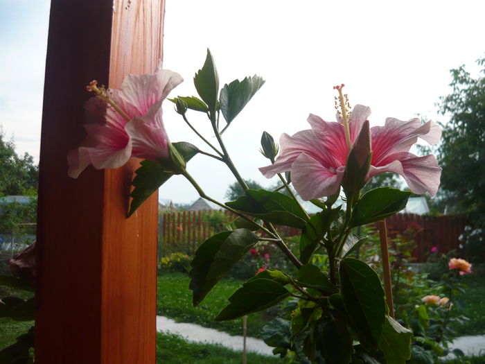 089 - 0 A hibiscus 2014
