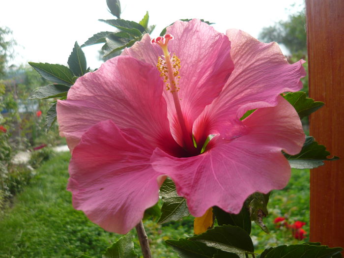 092 - 0 A hibiscus 2014