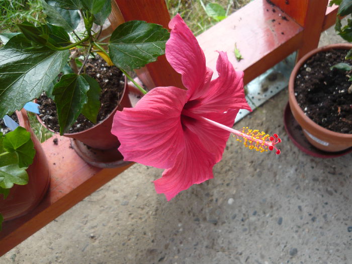 097 - 0 A hibiscus 2014