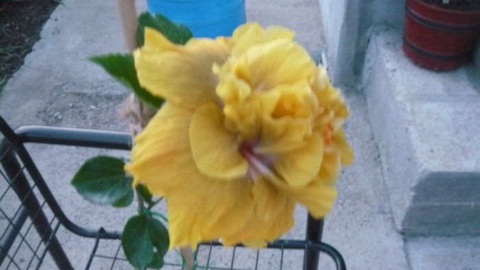 117 - 0 A hibiscus 2014