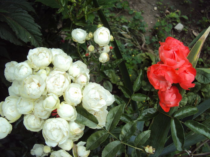 DSC01445 - Morsdag