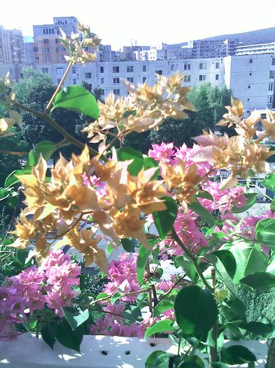 Pic_0810_011 - BOUGAINVILLEA       august - septembrie 2014