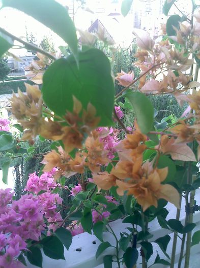 Pic_0810_081 - BOUGAINVILLEA       august - septembrie 2014