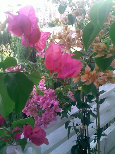 Pic_0810_085 - BOUGAINVILLEA       august - septembrie 2014