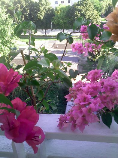 Pic_0810_088 - BOUGAINVILLEA       august - septembrie 2014