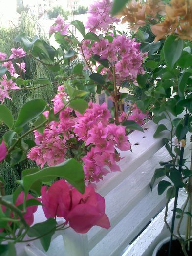 Pic_0810_089 - BOUGAINVILLEA       august - septembrie 2014