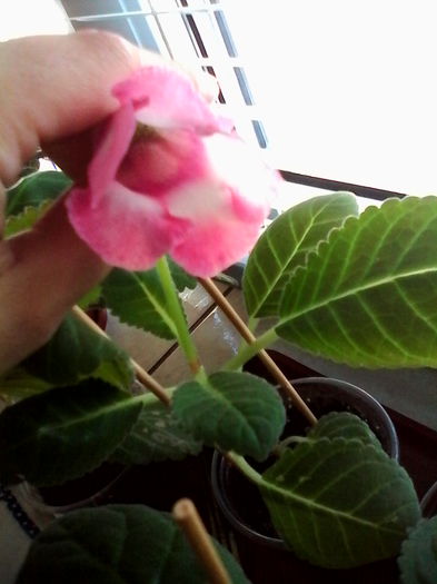 parca e slipper rosalinda. multumesc steliana, este superb