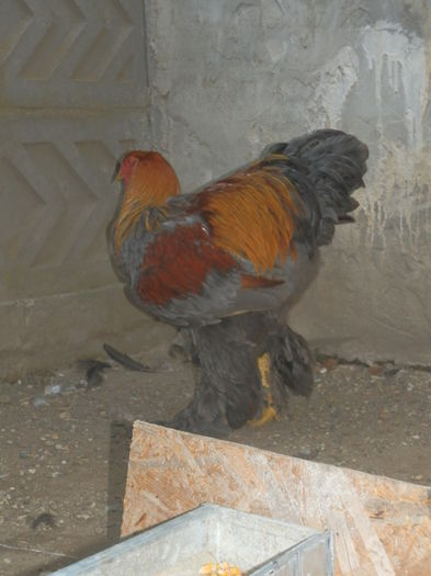 P8105407 - TINERET 2014