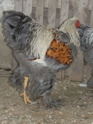 P8105413 - TINERET 2014