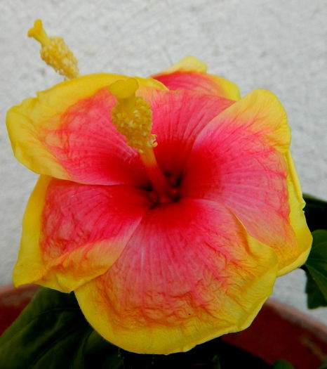 Parinti HAUARII+MEMORY OF JULY - hibiscusi de vara si altele