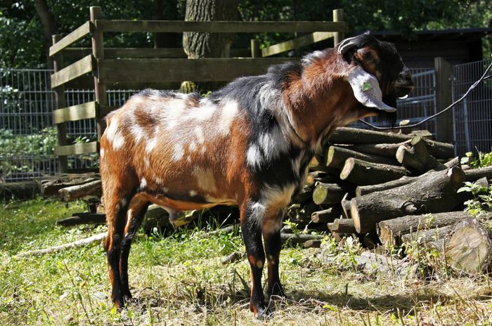 Knightrider van Oudwoude1; Tatal Desi
