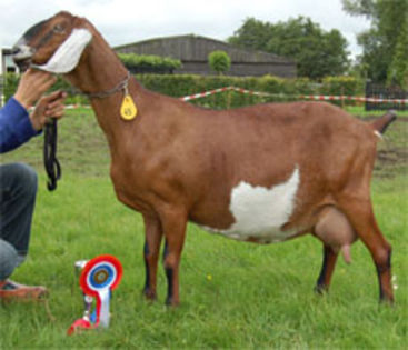 Lady Diana v Oudwoude mama lui Knightrider