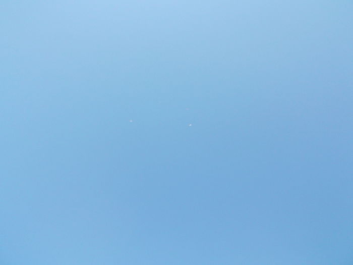 ....PRESUPUNE O PUTERNICA ACUITATE VIZUALA - PORUMBEI GAT-GOLAS