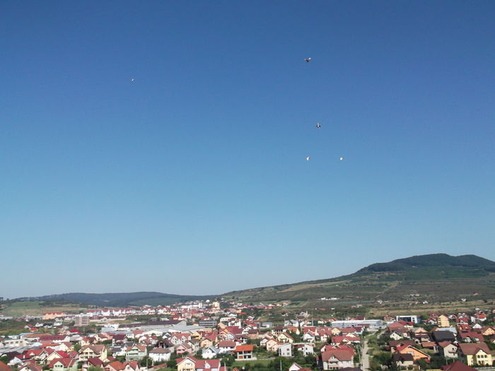 Picture 3705 - PORUMBEI GAT-GOLAS