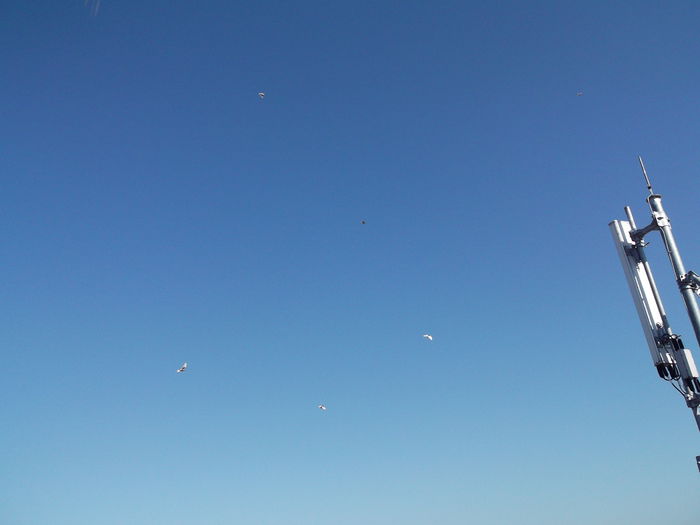 Picture 3706 - PORUMBEI GAT-GOLAS