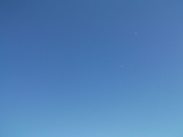 Picture 3707 - PORUMBEI GAT-GOLAS