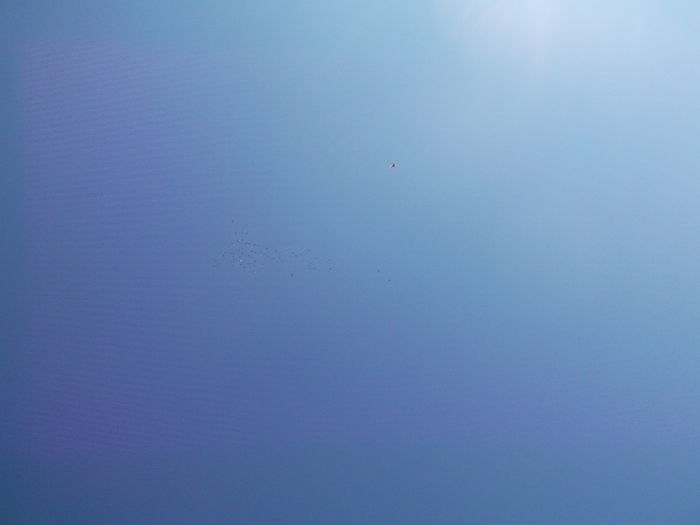 Picture 3710 - PORUMBEI GAT-GOLAS