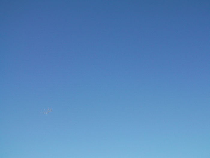 Picture 3711 - PORUMBEI GAT-GOLAS