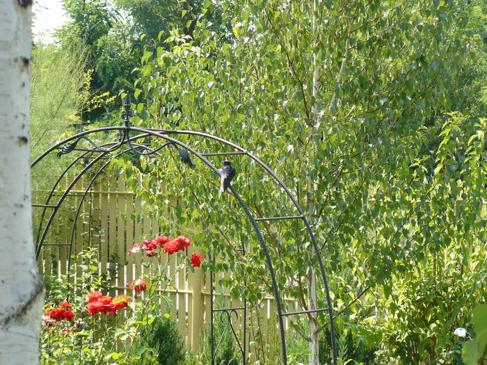 Randunica se odihneste...