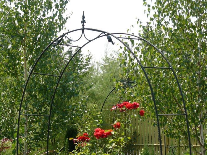 Intre mesteceni - Gradina rozelor_2014