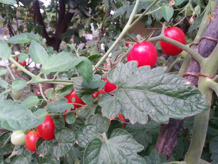 20140810_200626 - 5 gradina de legume