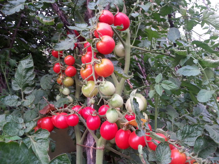 rosii cherry - 5 gradina de legume