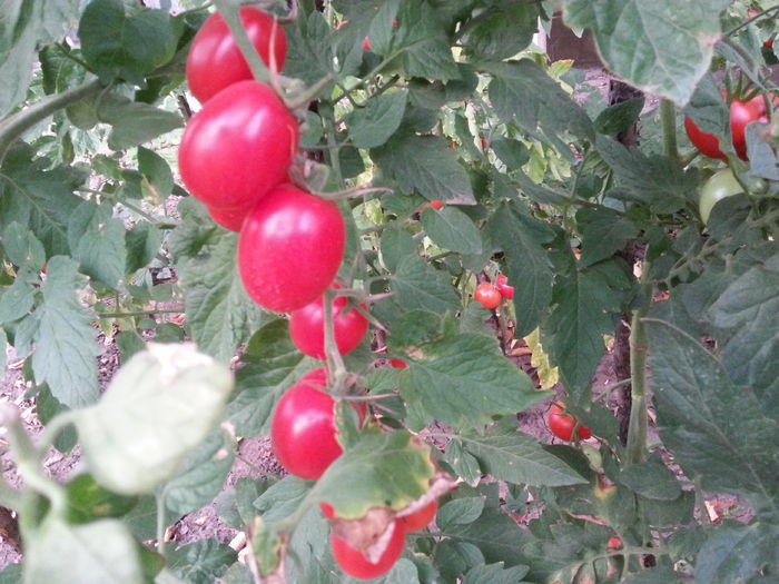 20140810_200707 - 5 gradina de legume