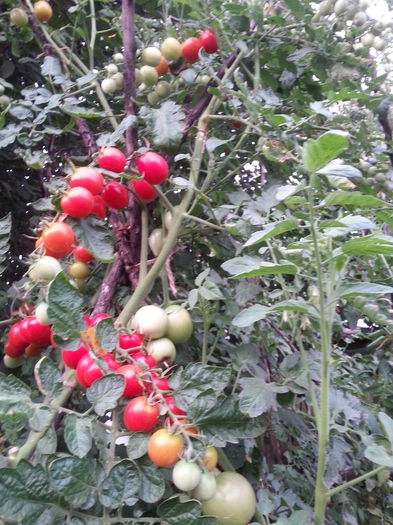 le mancam ca pe bomboane - 5 gradina de legume