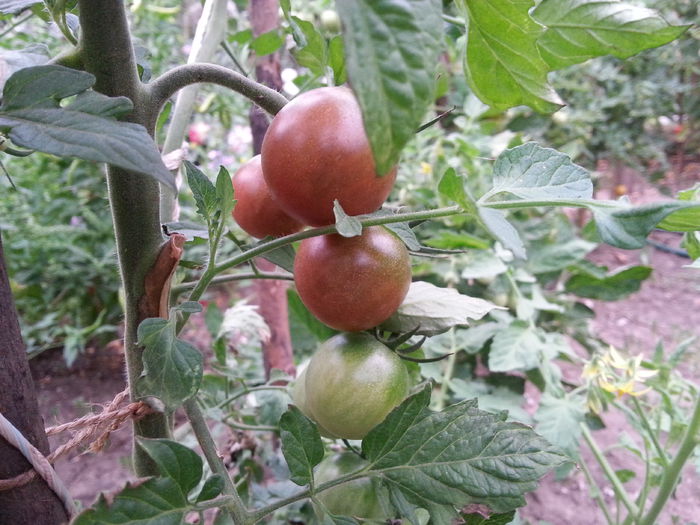 rosii cherry negre