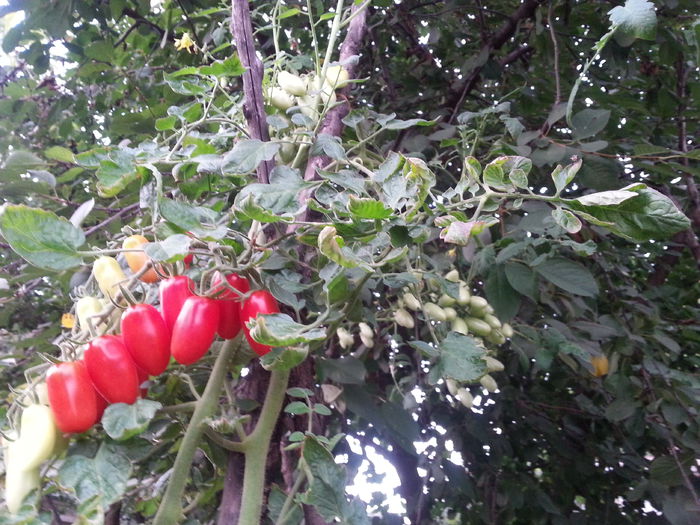 tufa a crescut atat de mult incat fructele le culegem din visin...